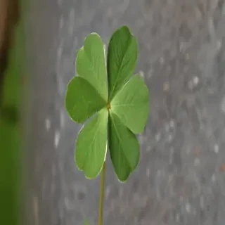 4 leaf clover