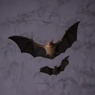 pictures of halloween bats