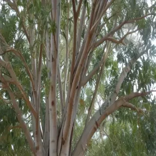 transparent eucalyptus