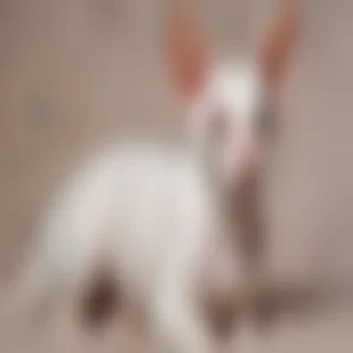 cornish rex cat breed