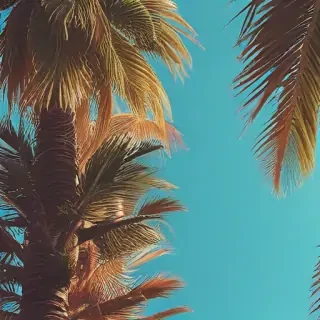 aesthetic palm tree wallpaper