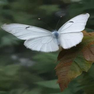 white butterfly png