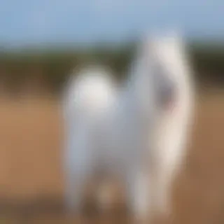 japanese spitz dog breed