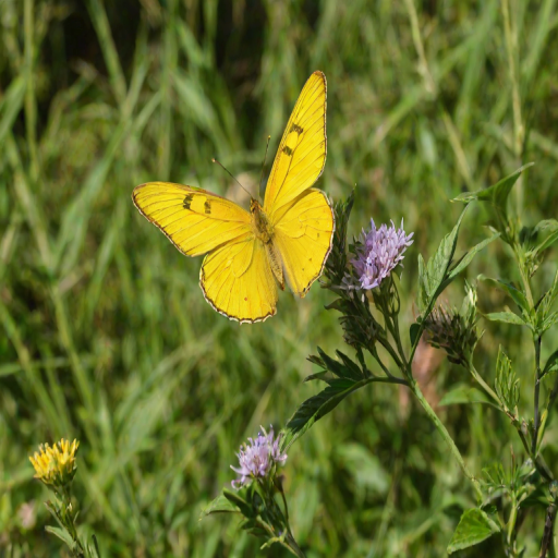 yellow butterfly