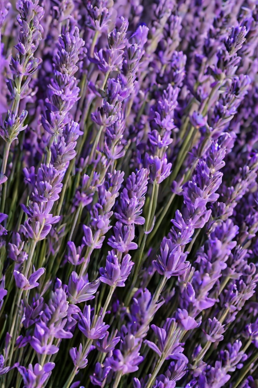 lavender background