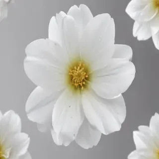 white flower transparent background