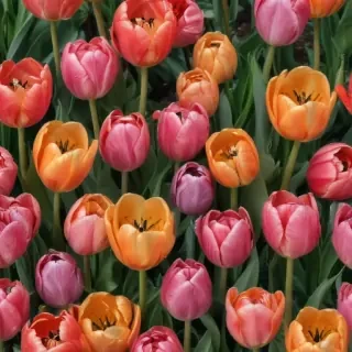 tulips wallpaper aesthetic