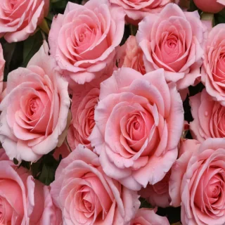 rose wallpapers