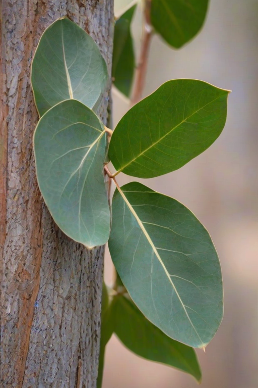 transparent eucalyptus