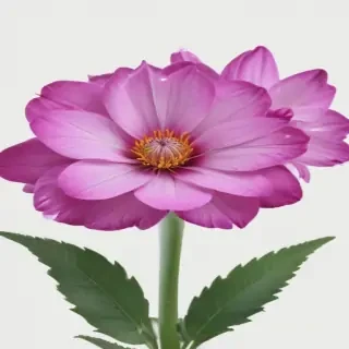 real flower png