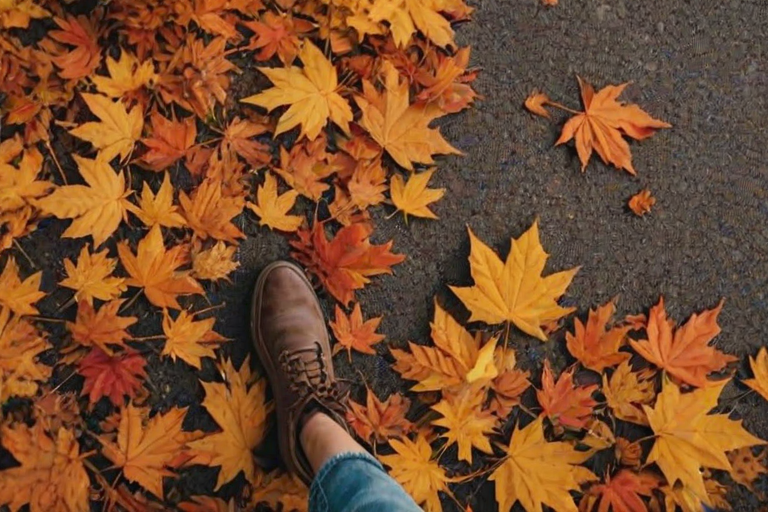 fall leaves aesthetic