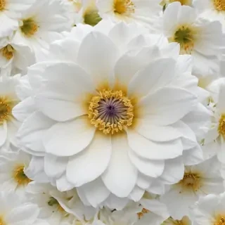 white background flower