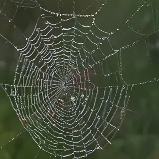 spiderweb