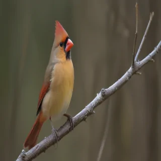 female cardinal