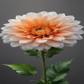 flower no bg