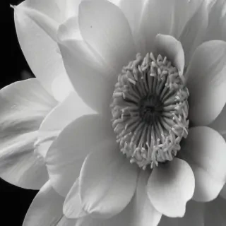black and white flower