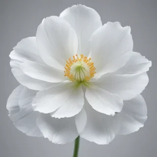 transparent white flower