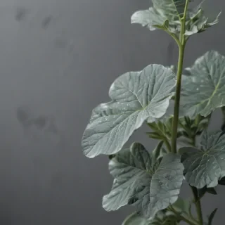 aesthetic grey background