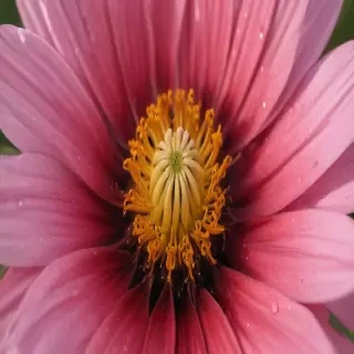 cosmos flower