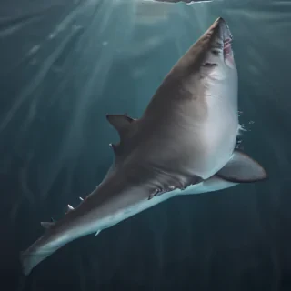 shark fin png