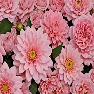 wallpaper aesthetic flowers