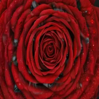 image of a red rose