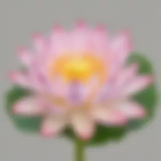 lotus png