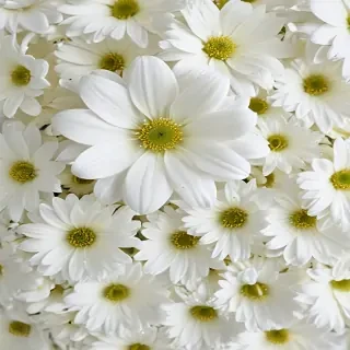 white flower wallpaper