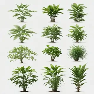 plants transparent background