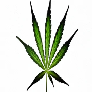 cannabis leaf png