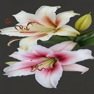 lily flower png