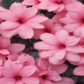 cute pink wallpaper backgrounds