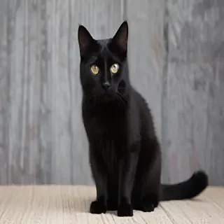 black cats