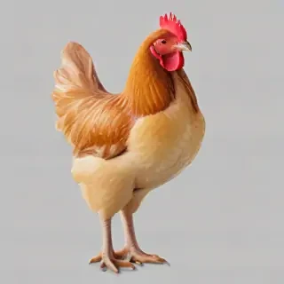 chicken transparent background