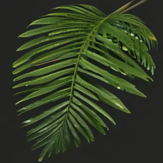 palm tree leaf png