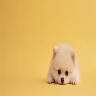 cute yellow background