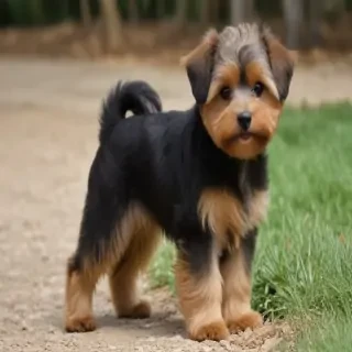 yorkipoo dog breed
