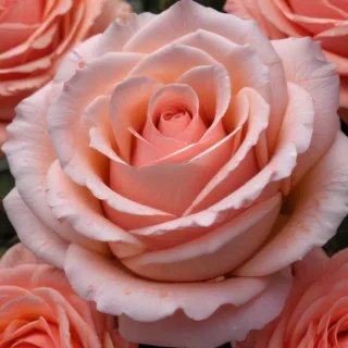 rose flower