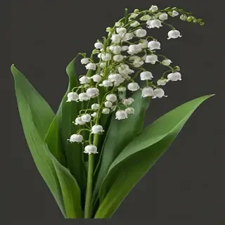 lily of the valley png