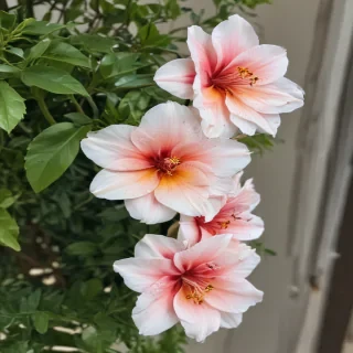 flower line