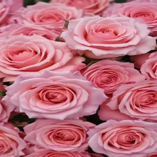 pink roses wallpaper iphone