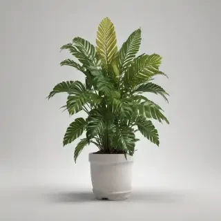 house plant png