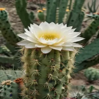 aesthetic cactus wallpaper