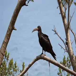 frigate bird