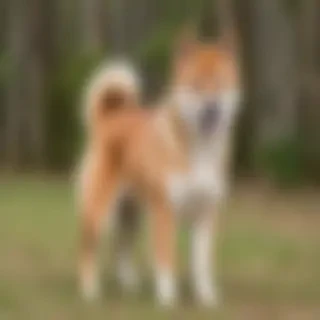 aussie shiba dog breed