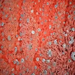 coral color