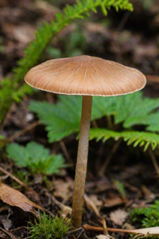 thin stemmed mushroom