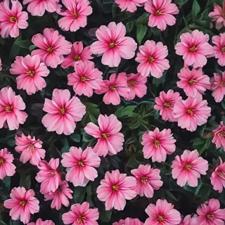 iphone flower nature wallpaper
