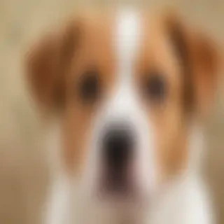 dog wallpaper