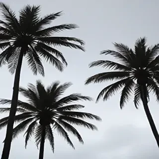 transparent palm trees